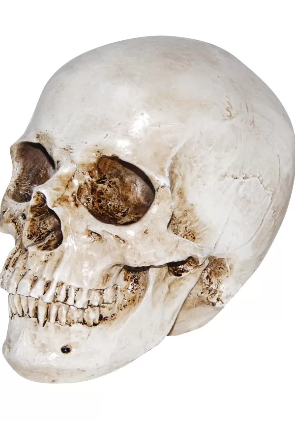 Store Deluxe Realistic Skull Prop Halloween Props