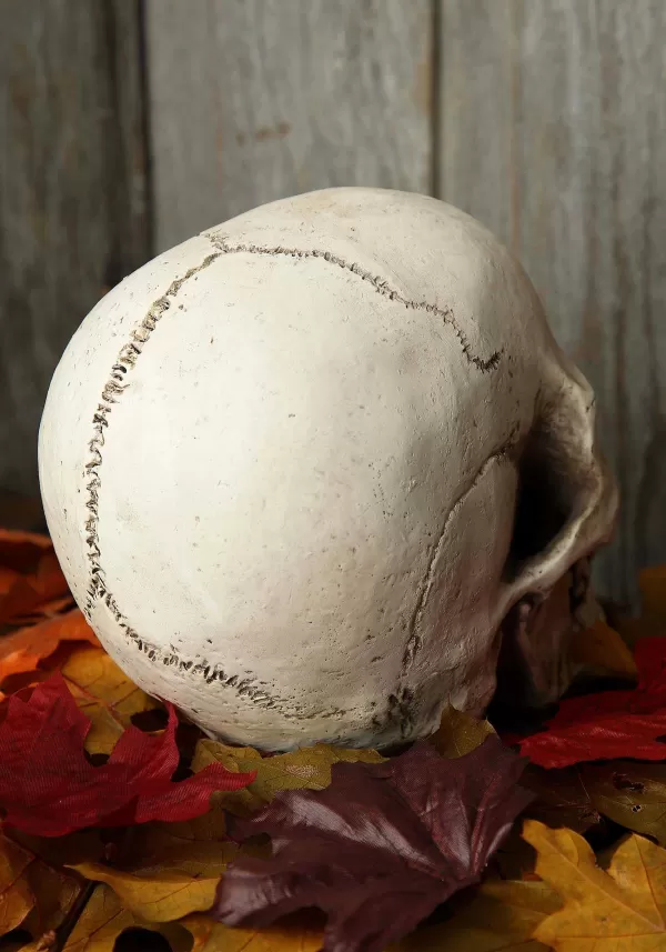 Store Deluxe Realistic Skull Prop Halloween Props