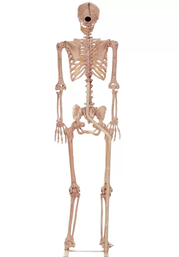 Best Metal Stand For Lifesize Skeletons Halloween Props